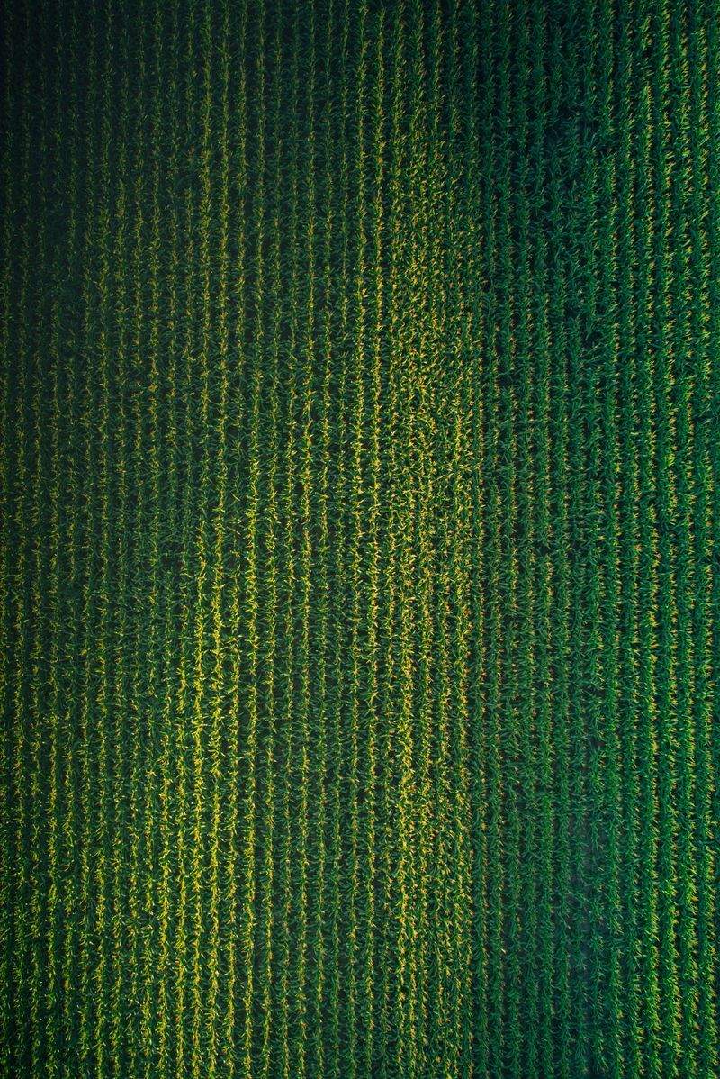 AgroValle Ibérico