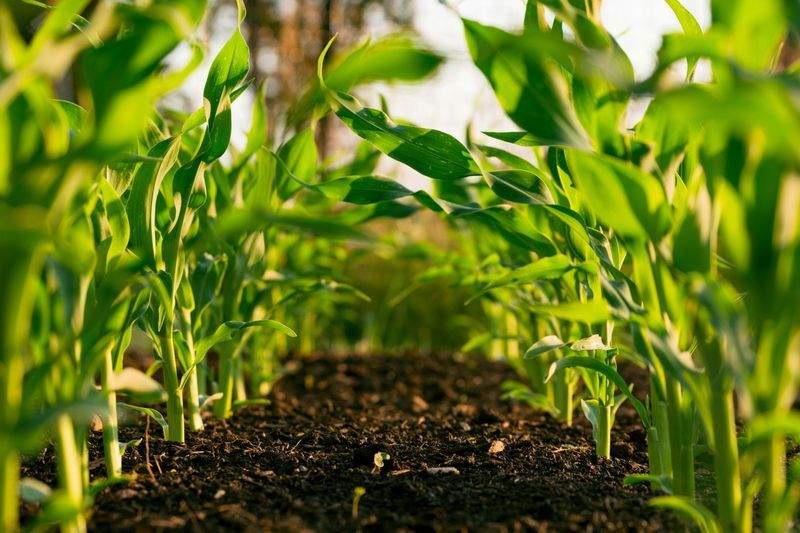 Preparación de terrenos y seguimiento de siembras